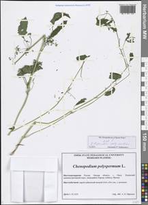 Lipandra polysperma (L.) S. Fuentes, Uotila & Borsch, Сибирь, Западная Сибирь (S1) (Россия)