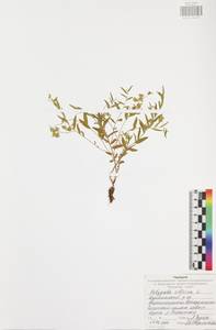 Истод сибирский L., Восточная Европа, Центральный район (E4) (Россия)