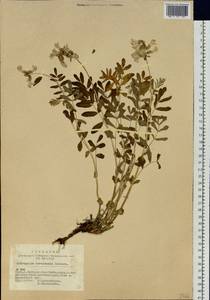 Астрагал саралинский N.F. Gontscharow, Сибирь, Алтай и Саяны (S2) (Россия)