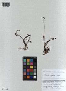 KUZ 001 994, Drosera ×anglica Huds., Сибирь, Алтай и Саяны (S2) (Россия)