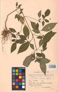 MHA 0 158 533, Эльсгольция реснитчатая (Thunb.) Hyl., Восточная Европа, Центральный район (E4) (Россия)