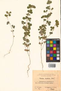 Куммеровия прилистниковая (Maxim.) Makino, Сибирь, Дальний Восток (S6) (Россия)