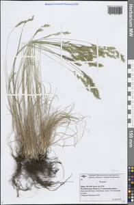 Овсяница, Восточная Европа, Восточный район (E10) (Россия)