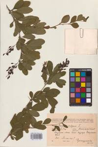 Барбарис обыкновенный L., Восточная Европа, Литва (E2a) (Литва)