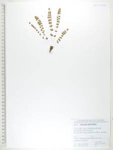 Костенец зеленый Huds., Сибирь, Дальний Восток (S6) (Россия)