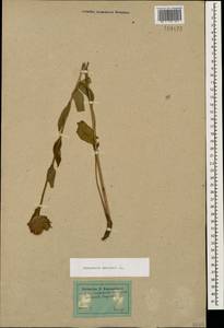 Campanula glomerata subsp. hispida (Witasek) Hayek, Кавказ, Дагестан (K2) (Россия)