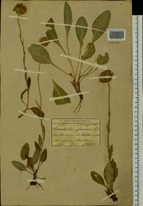 Klasea marginata (Tausch) Kitag., Сибирь, Прибайкалье и Забайкалье (S4) (Россия)