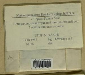 Mnium spinulosum Bruch & Schimp., Гербарий мохообразных, Мхи - Пермский край, Удмуртия, Свердловская и Кировская области (B8) (Россия)