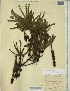 Sophora microphylla Aiton, Австралия и Океания (AUSTR) (Новая Зеландия)