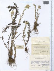 Leontopodium sinense Hemsl., Зарубежная Азия (ASIA) (КНР)