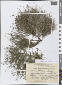 Аскеллия извилистая, Скерда извилистая (Ledeb.) W.A.Weber, Средняя Азия и Казахстан, Западный Тянь-Шань и Каратау (M3) (Казахстан)