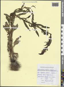 Вербейник сомнительный Aiton, Кавказ, Черноморское побережье (от Новороссийска до Адлера) (K3) (Россия)