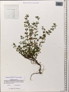Lysimachia arvensis subsp. arvensis, Кавказ, Азербайджан (K6) (Азербайджан)