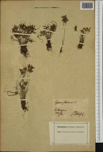 Cyperus flavescens L., Западная Европа (EUR) (Германия)