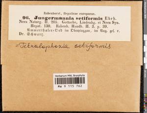 Tetralophozia setiformis (Ehrh.) Schljakov, Гербарий мохообразных, Мхи - Западная Европа (BEu) (Австрия)