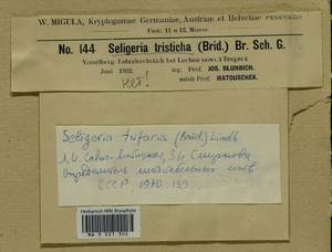 Seligeria trifaria (Brid.) Lindb., Гербарий мохообразных, Мхи - Западная Европа (BEu) (Австрия)