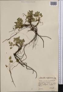 Potentilla cinerea subsp. incana (G.Gaertn., B.Mey. & Scherb.) Asch., Средняя Азия и Казахстан, Северный и Центральный Казахстан (M10) (Казахстан)