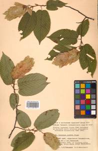 Граб сердцелистный Blume, Сибирь, Дальний Восток (S6) (Россия)