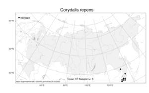 Corydalis repens, Хохлатка ползучая Mandl & Muehld., Атлас флоры России (FLORUS) (Россия)