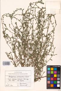 Спорыш простертый, Спорыш обыкновенный Boreau, Восточная Европа, Северо-Украинский район (E11) (Украина)