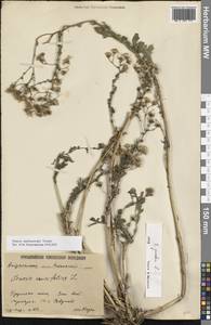 Якобея Андржейовского (Tzvelev) B.Nord., Восточная Европа, Нижневолжский район (E9) (Россия)