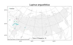 Lupinus angustifolius, Люпин узколистный L., Атлас флоры России (FLORUS) (Россия)