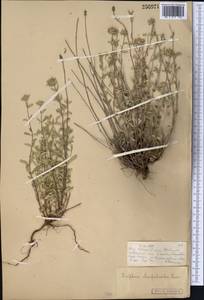 Зизифора пахучковидная Lam., Средняя Азия и Казахстан, Муюнкумы, Прибалхашье и Бетпак-Дала (M9) (Казахстан)