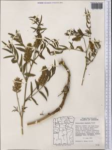 Glycyrrhiza lepidota Pursh, Америка (AMER) (США)