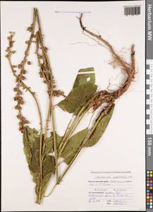 Verbascum salgirensis Soldano, Кавказ, Черноморское побережье (от Новороссийска до Адлера) (K3) (Россия)