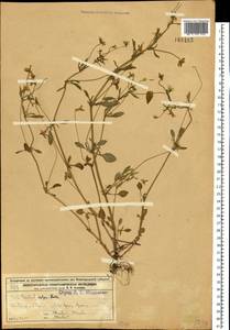 Фиалка трехцветная, Анютины глазки L., Восточная Европа, Волжско-Камский район (E7) (Россия)