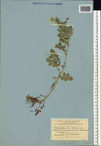Сердечник горький L., Восточная Европа, Западно-Украинский район (E13) (Украина)