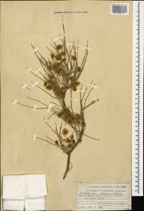 Calligonum polygonoides L., Кавказ, Азербайджан (K6) (Азербайджан)