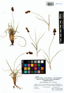 Осока песчаная Turcz. ex Kunth, Сибирь, Прибайкалье и Забайкалье (S4) (Россия)