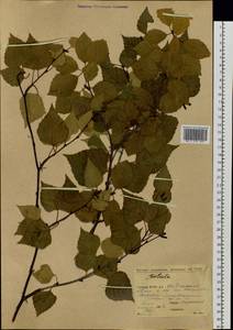 Береза, Сибирь, Якутия (S5) (Россия)