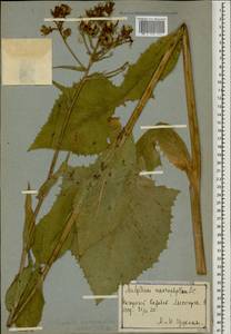 Lactuca macrophylla subsp. macrophylla, Кавказ, Азербайджан (K6) (Азербайджан)