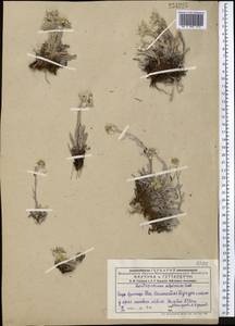 Leontopodium leontopodinum (DC.) Hand.-Mazz., Средняя Азия и Казахстан, Джунгарский Алатау и Тарбагатай (M5) (Казахстан)