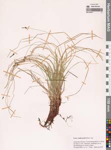 Осока Ван-Хьюрка Müll.Arg., Сибирь, Дальний Восток (S6) (Россия)