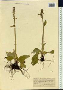Micranthes hieraciifolia (Waldst. & Kit.) Haw., Сибирь, Алтай и Саяны (S2) (Россия)