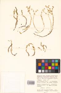 Очиток едкий L., Восточная Европа, Нижневолжский район (E9) (Россия)