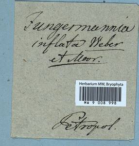 Gymnocolea inflata (Huds.) Dumort., Гербарий мохообразных, Мхи (без точных пунктов) (B0)
