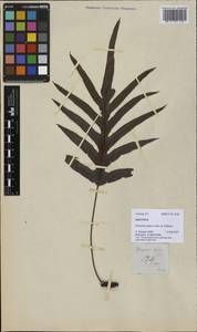 Selliguea glauca (J. Sm. ex Brack.) Hovenk., Зарубежная Азия (ASIA) (Филиппины)