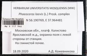Phaeoceros laevis (L.) Prosk., Гербарий мохообразных, Мхи - Москва и Московская область (B6a) (Россия)