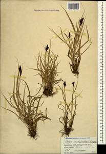Carex aterrima subsp. medwedewii (Leskov) T.V.Egorova, Кавказ, Армения (K5) (Армения)
