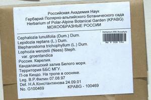 Fuscocephaloziopsis lunulifolia (Dumort.) Váňa & L. Söderstr., Гербарий мохообразных, Мхи - Карелия, Ленинградская и Мурманская области (B4) (Россия)