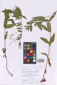 Кипрей реснитчатый, Восточная Европа, Московская область и Москва (E4a) (Россия)