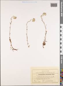 Leontopodium leontopodinum (DC.) Hand.-Mazz., Средняя Азия и Казахстан, Северный и Центральный Тянь-Шань (M4) (Казахстан)
