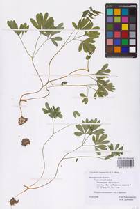 Хохлатка промежуточная, Хохлатка средняя (L.) Mérat, Восточная Европа (без точных пунктов) (E0)
