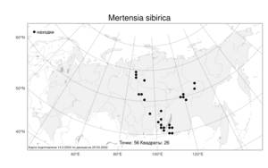 Mertensia sibirica, Мертензия сибирская (L.) G. Don, Атлас флоры России (FLORUS) (Россия)