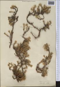 Хруплявник многолетний Litv., Средняя Азия и Казахстан, Западный Тянь-Шань и Каратау (M3) (Неизвестно)