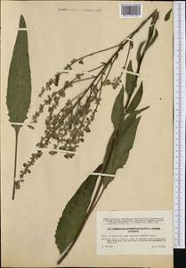 Verbascum chaixii subsp. austriacum (Schott ex Roem. & Schult.) Hayek, Западная Европа (EUR) (Чехия)